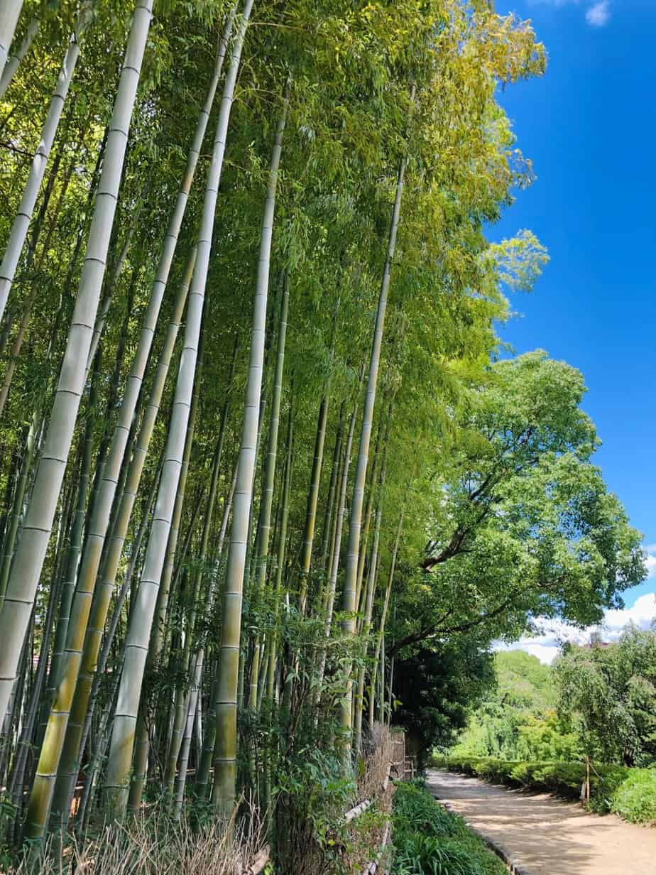 Bamboo Forest Shirotori Garden Nagoya