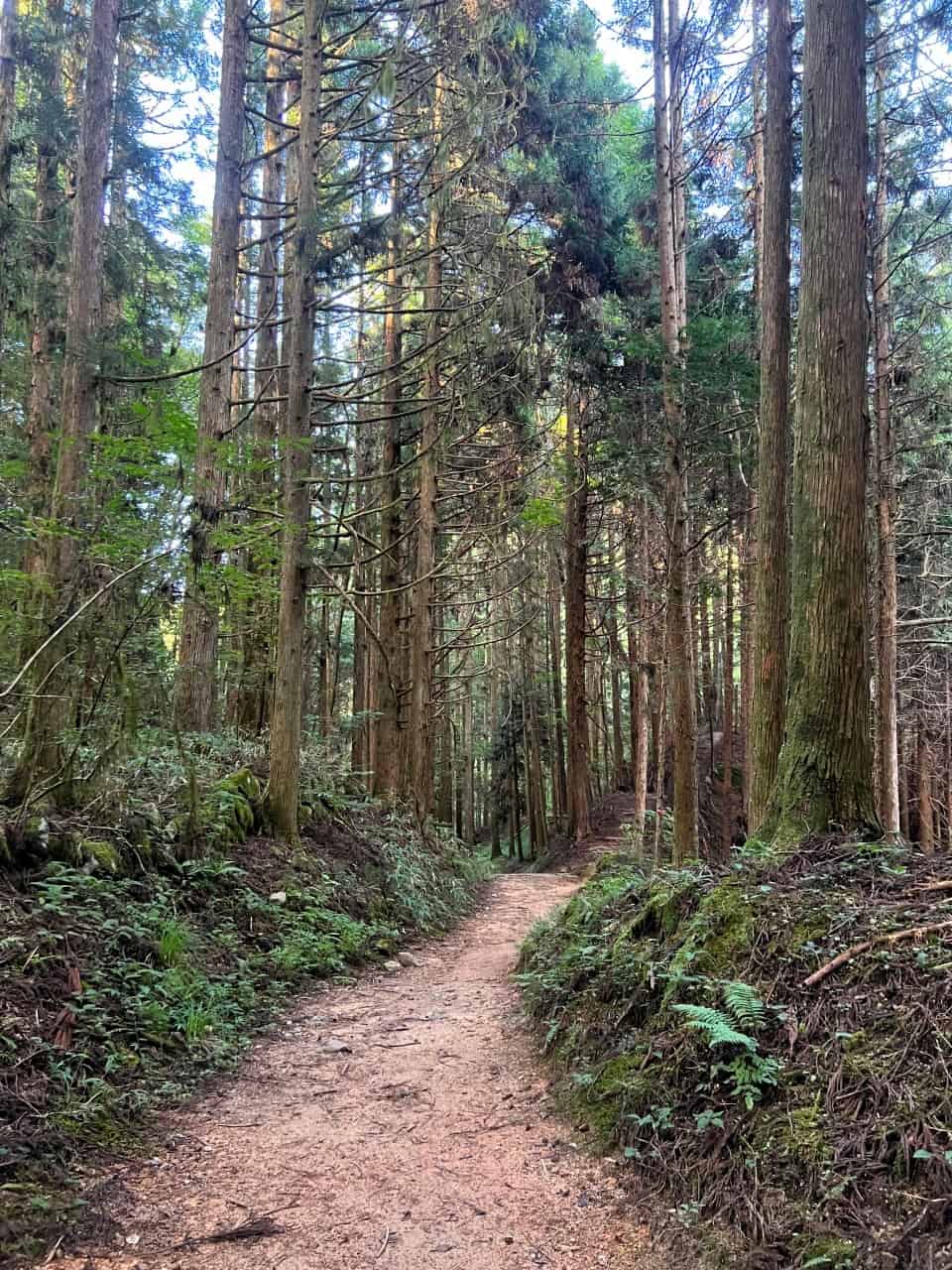 Nakasendo Forest Path