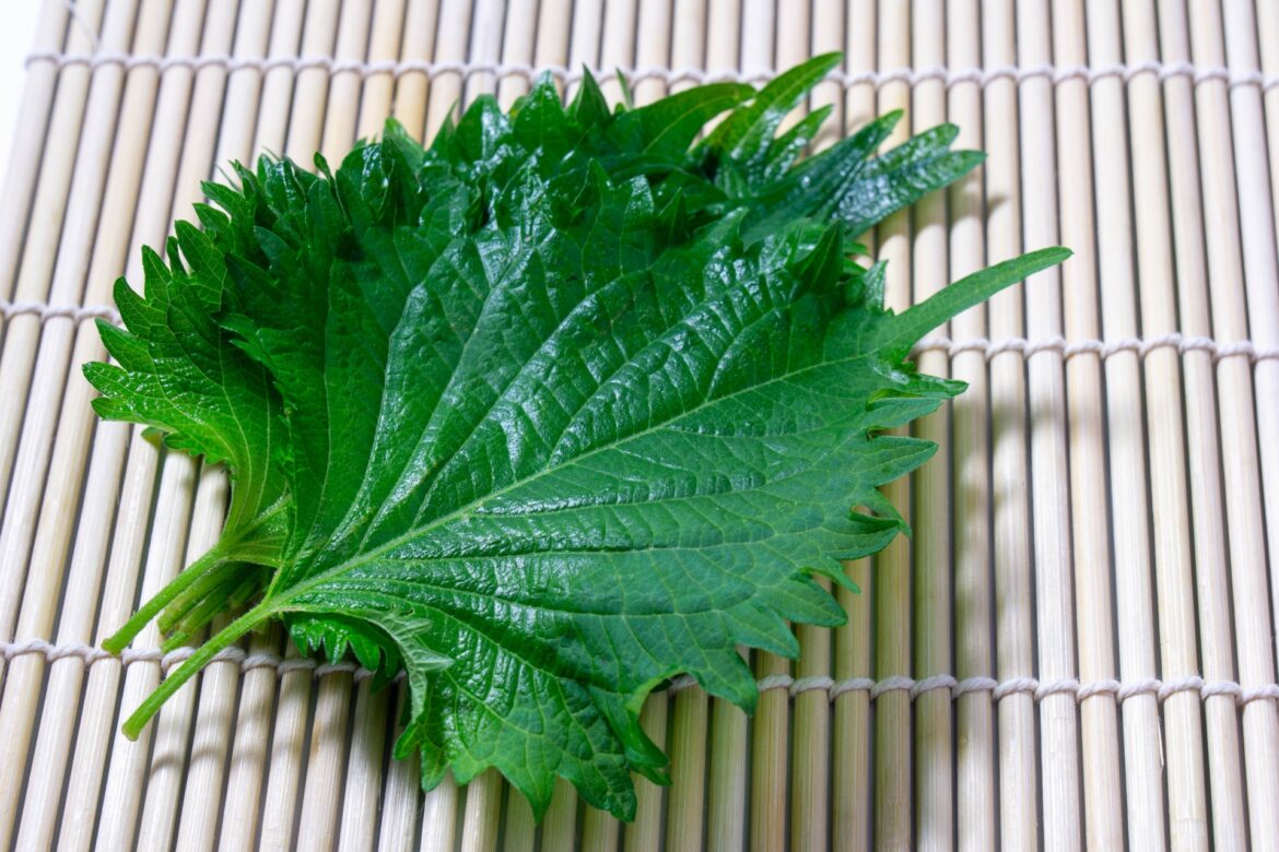 Shiso