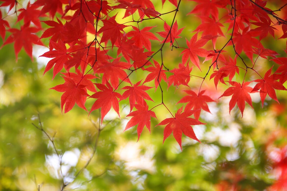 紅葉 autumn leaves Japanese Events in November