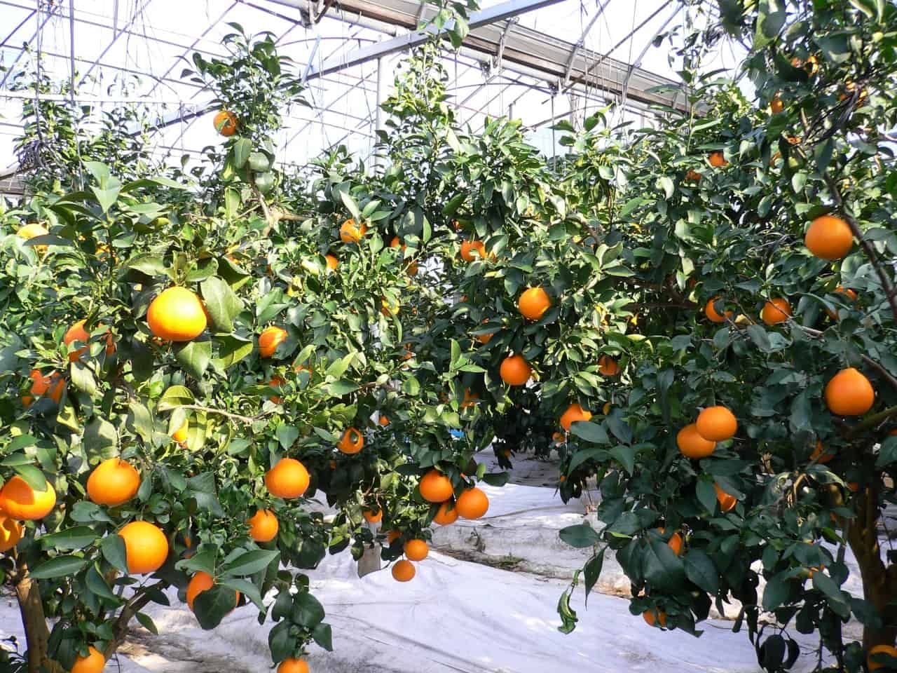 Beni Madonna Ehime Jelly Orange Greenhouse