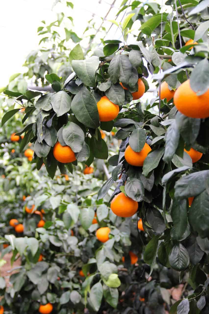 Beni Madonna Ehime Jelly Orange Greenhouse 