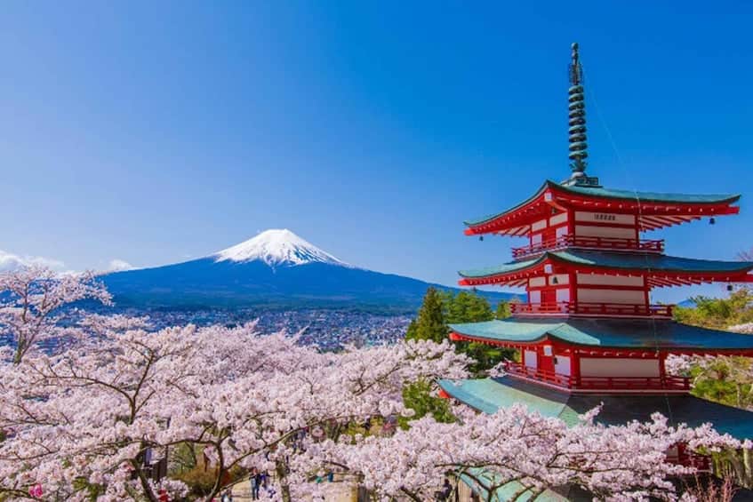 Cherry blossom with Mt Fuji