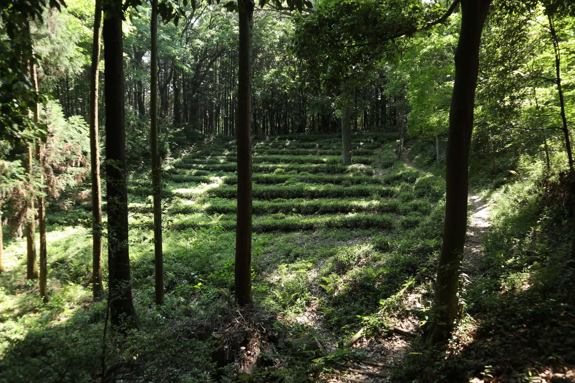 A lush, dense green forest scene, representing Totoro's Forest in Sayama Hills, Saitama, which inspired the film's setting.
