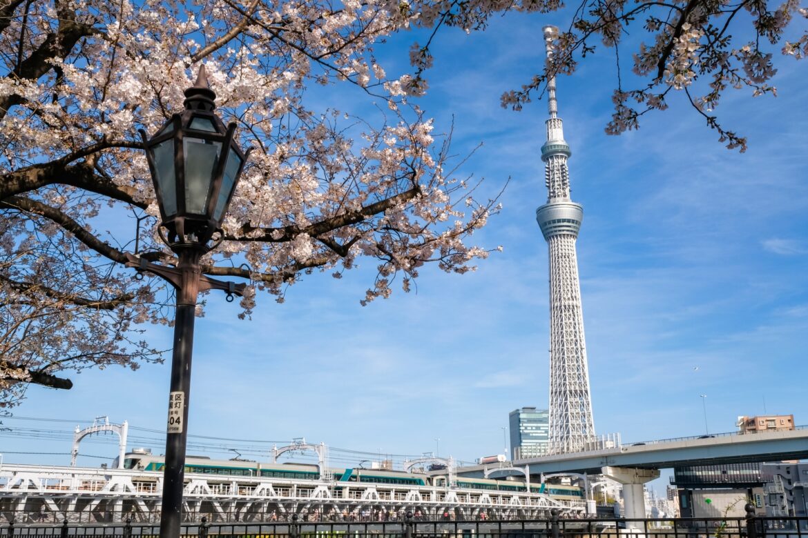 Tokyo Sakura with the Skytree in the backdrop