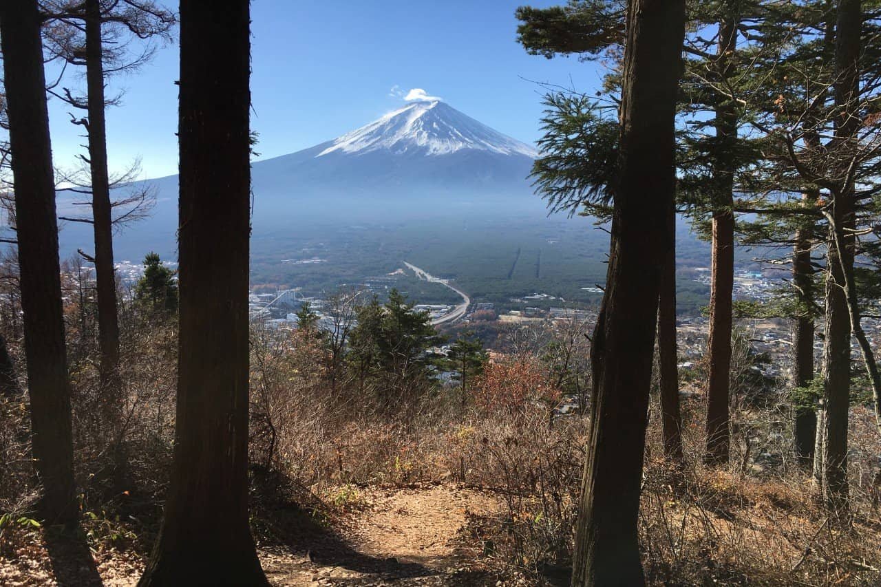 Beautiful shot of Mount Fuji framed through tall cedar trees along the hiking path on Mount Tenjo