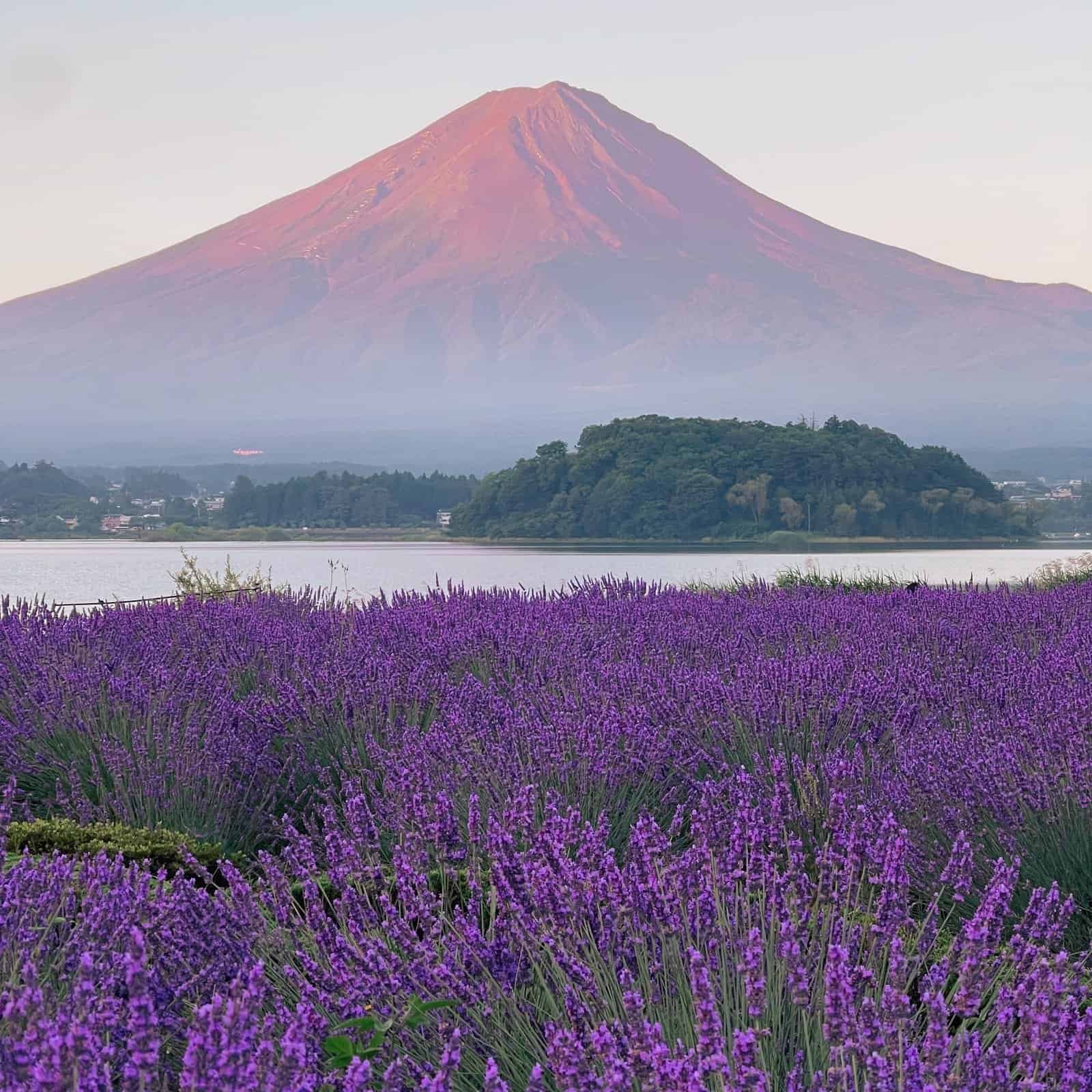 Blooming seasonal flowers at Oishi Park with sunset view of Mt Fuji