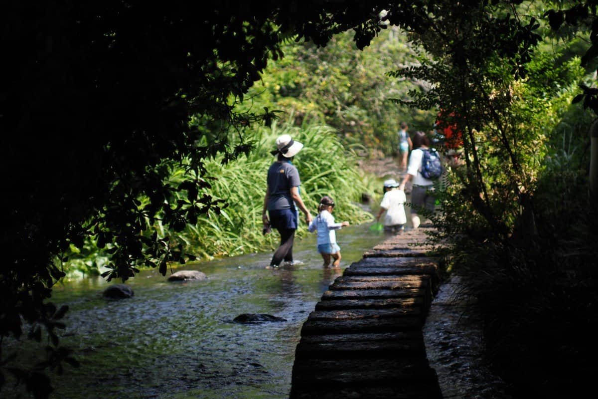 People walking along the wooden boardwalks and shallow stone paths of the crystal-clear Genbe River trail in Mishima City, framed by lush overhead foliage.